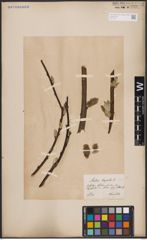 Foto von Salix caprea L.